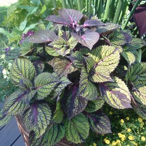 Meet your Posher, Mary